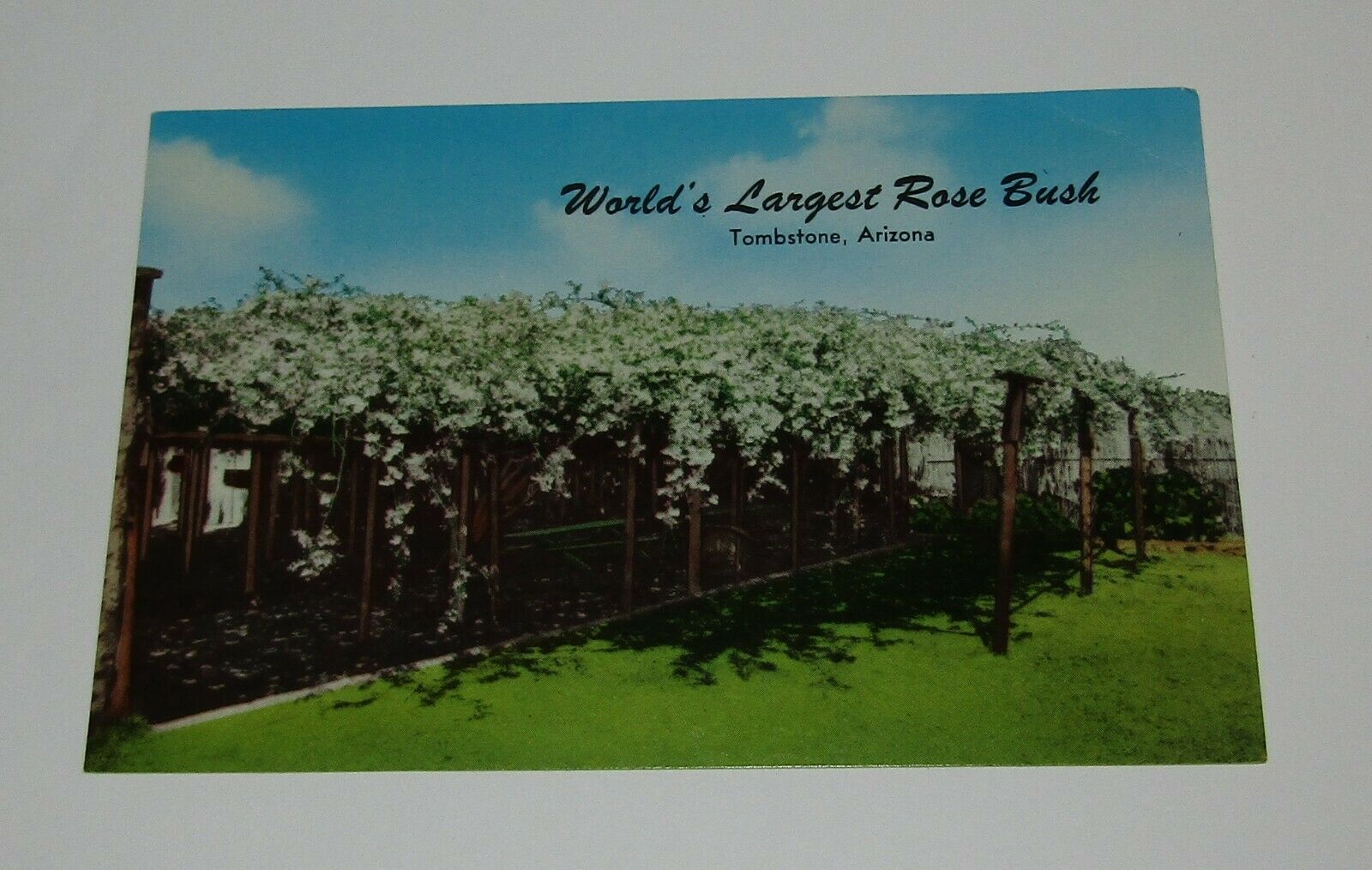 Worlds Largest Rose Bush Postcard Lady Banksia Tombstone Arizona Vintage