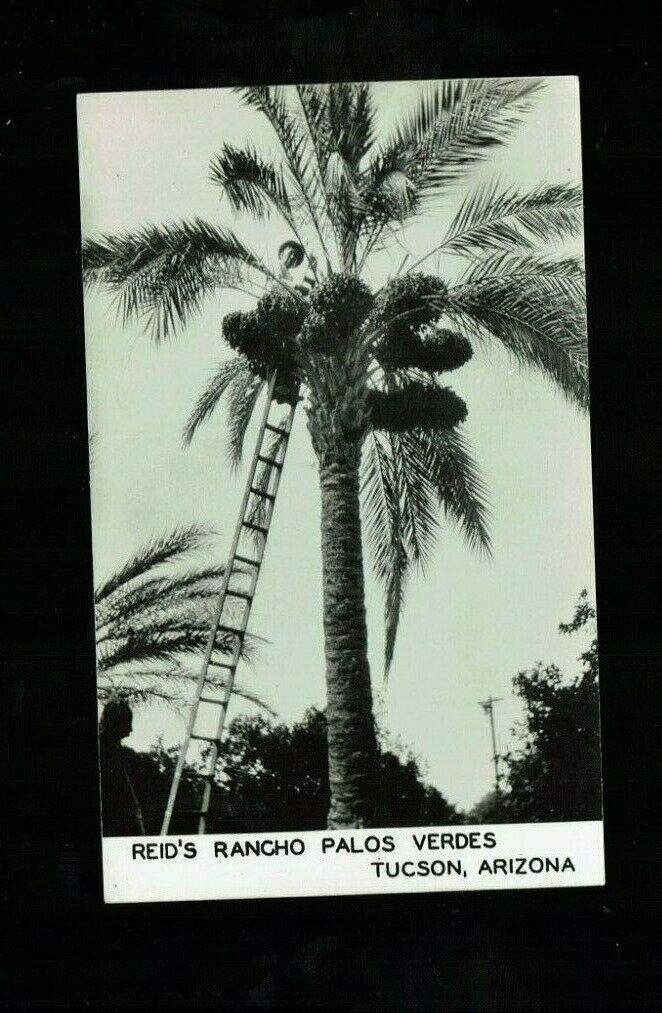 Rppc Tucson, Az Arizona, Reid's Rancho Palos Verdes, Ladder Against Tall Tree
