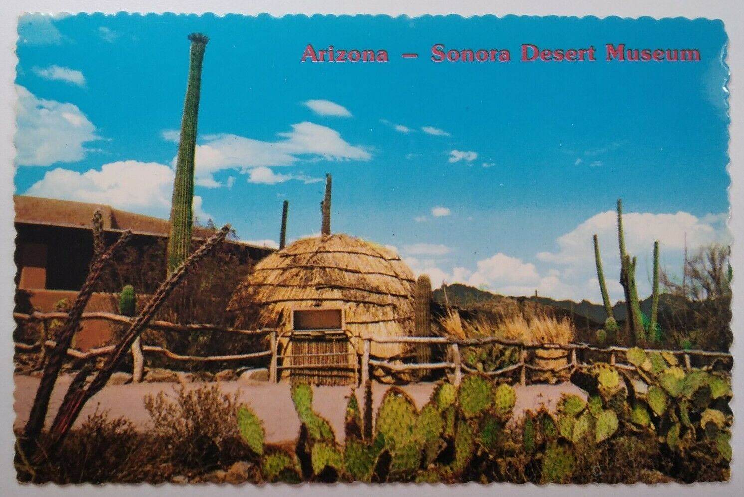 Arizona Postcard Mid 1900s Original RARE Tucson Sonora Desert Museum Cactus