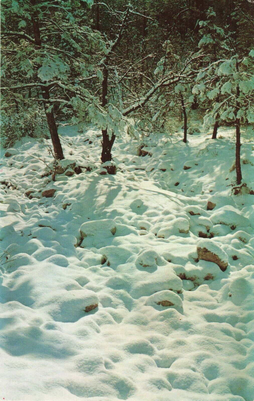 Postcard Winter Scene Mount Lemmon Tucson Arizona